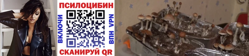 блэк спрут   купить  сайты  Горбатов  Псилоцибиновые грибы MAGIC MUSHROOMS 